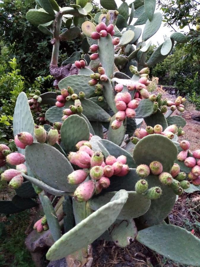Il Limoneto Di Leo Villa มาสคาลิ ภายนอก รูปภาพ