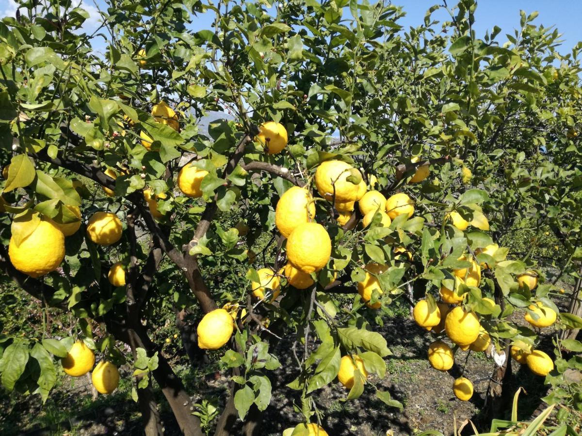 Il Limoneto Di Leo Villa มาสคาลิ ภายนอก รูปภาพ