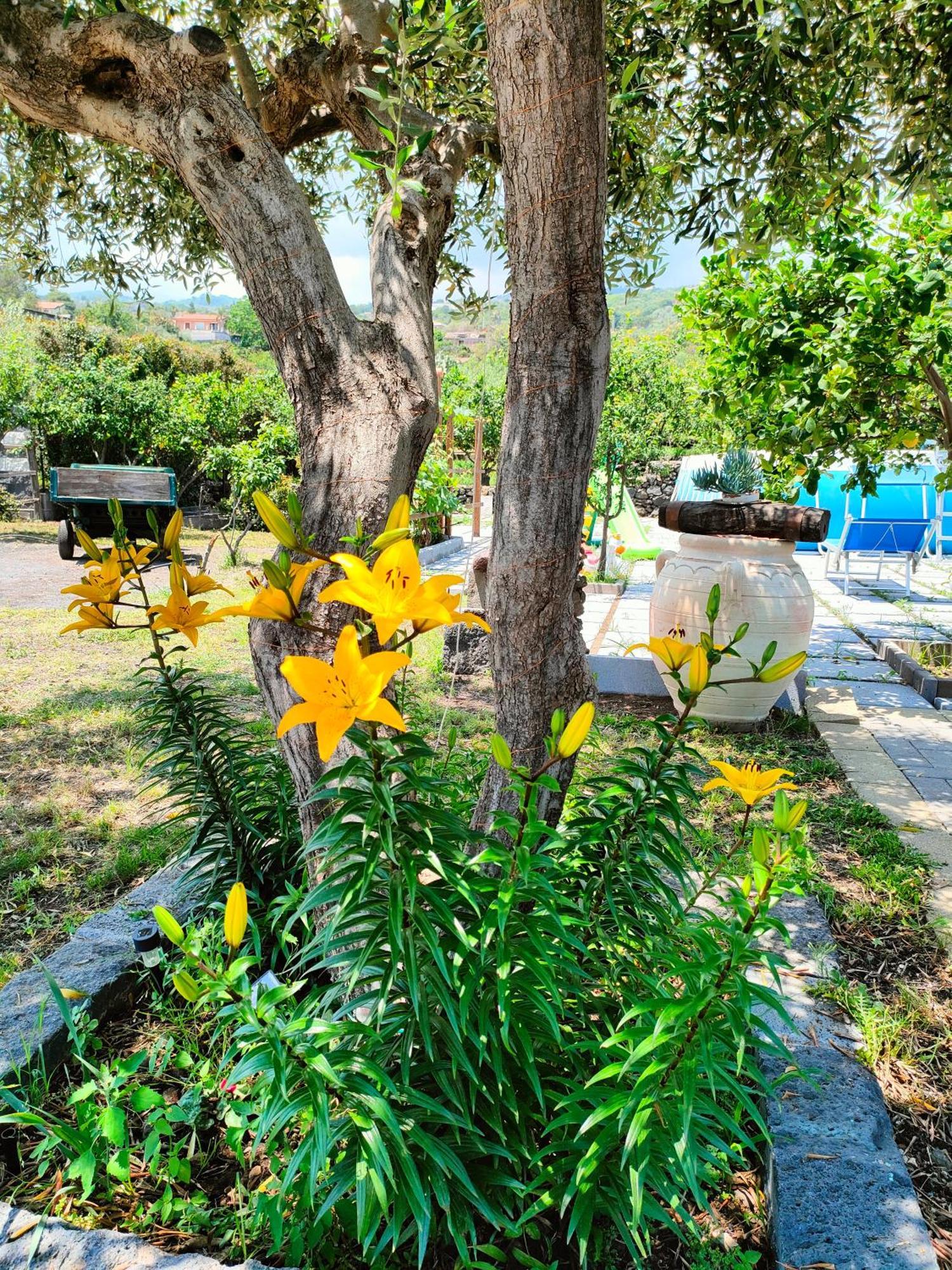 Il Limoneto Di Leo Villa มาสคาลิ ภายนอก รูปภาพ